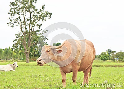 An albino water buffalo Stock Photo