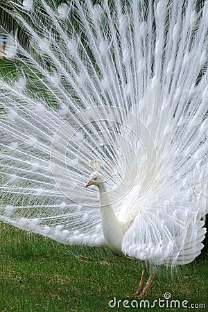 Albino White Peacock Stock Photo