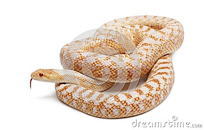 Albinos Pacific gopher snake or coast gopher snake, pituophis catenifer annectans applegate Stock Photo