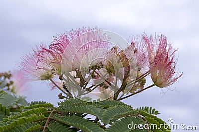 Albizia julibrissin tropical tree in bloom Stock Photo