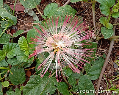 Albizia saman into a cluster of tightly clustered axillary buds near the end of the branch. Stock Photo