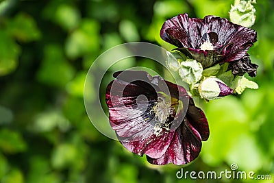 Alcea rosea `nigra` is commonly known as Black Hollyhock. Tall flower Black Malva with huge dark flowers decorate any garden Stock Photo