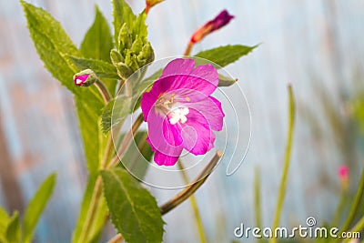 Alcea setosa the bristly hollyhock in summer garden Stock Photo