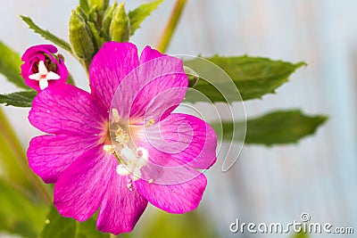 Alcea setosa the bristly hollyhock in summer garden Stock Photo