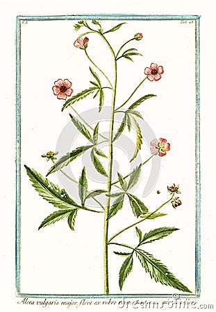 Alcea vulgaris major, Malva moschata Cartoon Illustration