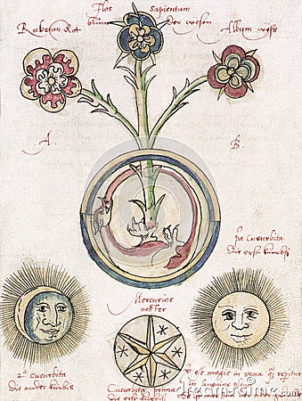alchemical illustration by hieronymus reussner entitled the blue rose flower of wisdom Cartoon Illustration