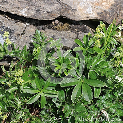 Alchemilla Alpina, medical herb Stock Photo