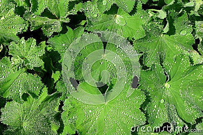 Alchemilla, the Medicinal Herb, Ladies Mantle Stock Photo