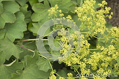 Alchemilla mollis flowers Stock Photo