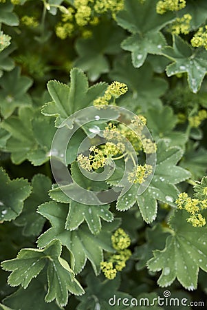 Alchemilla monticola plant in bloom Stock Photo