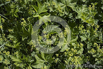 Alchemilla vulgaris is a medicinal herb used in medicine Stock Photo