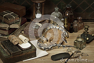 Alchemy still life with Royal Python Stock Photo