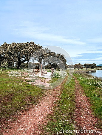 Alcornocal in the lake Stock Photo