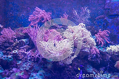 Alcyonacea Soft Corals: Beautiful. Colorful branching White Orange Yellow colored Gorgonian Sea Fan with hard sclerites skeletons Stock Photo