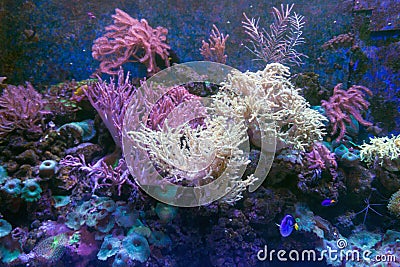 Alcyonacea Soft Corals: Beautiful. Colorful branching White Orange Yellow colored Gorgonian Sea Fan with hard sclerites skeletons Stock Photo