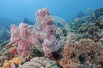Alcyonacea, or soft corals Stock Photo