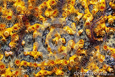 Alcyonacea, or soft corals, are an order of corals Stock Photo