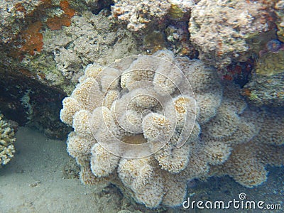 Soft Corals, Alcyonacea Stock Photo