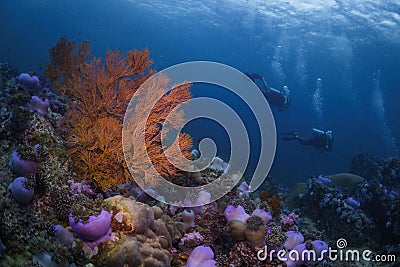 Alcyonacea soft corals underwater with scuba divers in the background Stock Photo