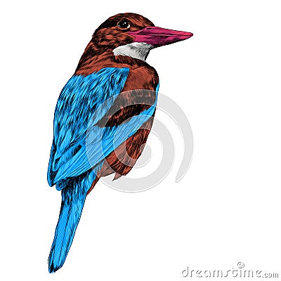 Alcyone bird sketch vector Vector Illustration