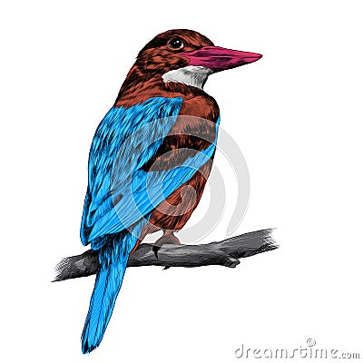 Alcyone bird sketch vector Vector Illustration