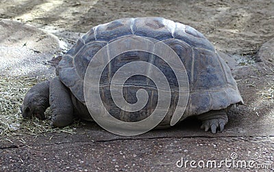 Aldabra Giant Stock Photo