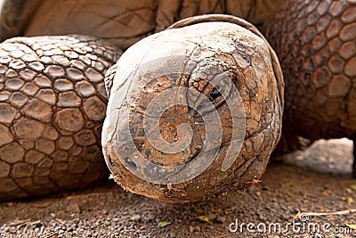 Aldabra giant tortoise (Aldabrachelys gigantea) Stock Photo