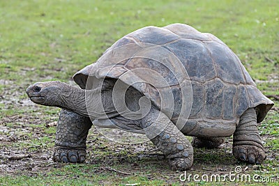 Aldabra giant tortoise (aldabrachelys gigantea Stock Photo