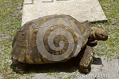 Aldabra giant tortoise Stock Photo