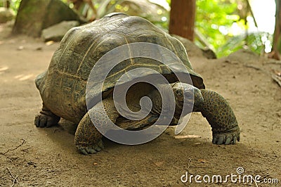 Aldabra giant tortoise Stock Photo