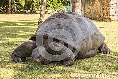 Aldabra giant tortoise, Turtle on the beach Stock Photo