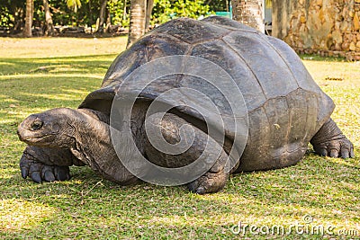 Aldabra giant tortoise, Turtle on the beach Stock Photo