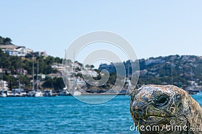 Aldabra Seychelles giant tortoise Stock Photo