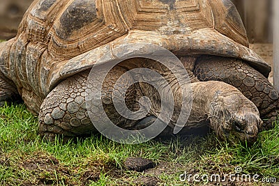 Aldabra Seychelles giant tortoise Stock Photo