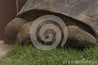 Aldabra Seychelles giant tortoise Stock Photo