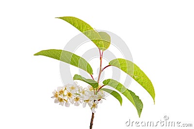 Alder buckthorn flowers (Frangula alnus) Stock Photo