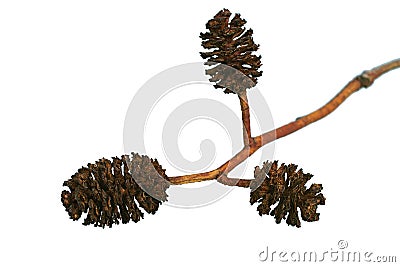 Alder cones Stock Photo