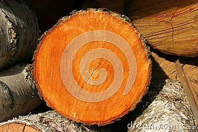 Alder fire wood Stock Photo