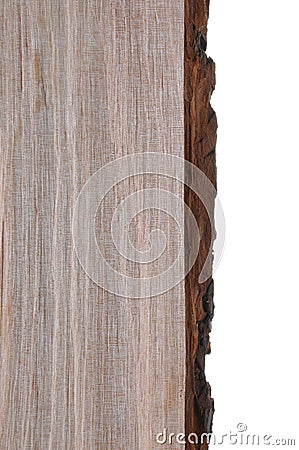 Alder tree bark and trunk Stock Photo