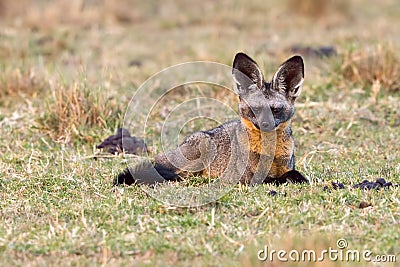 Alert Bat-eared Fox Stock Photo