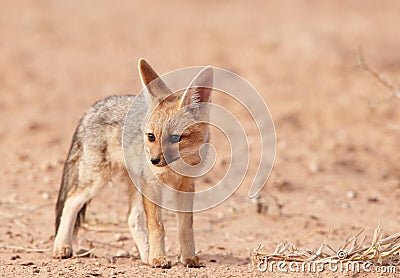 Alert Black-backed Jackal (Canis mesomelas) Stock Photo