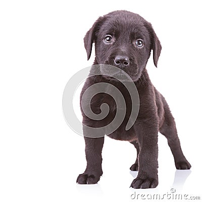 Alert black labrador retriever standing Stock Photo