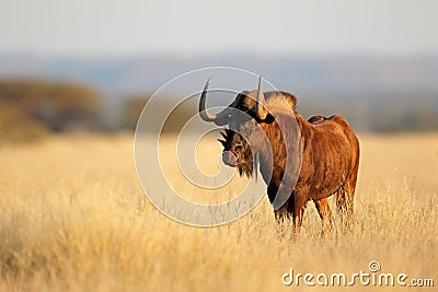 Alert black wildebeest in grassland Stock Photo