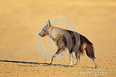 Alert brown hyena - Kalahari desert Stock Photo