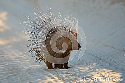 Alert Cape porcupine with erect quills Stock Photo