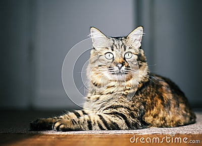 Alert cat Stock Photo