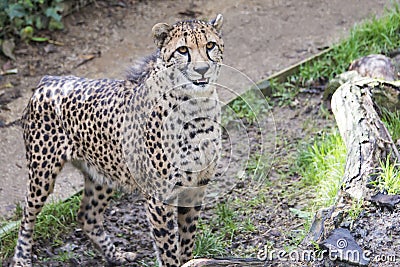 Alert Cheetah Stock Photo