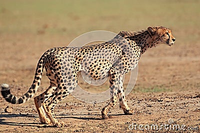 Alert Cheetah Stock Photo