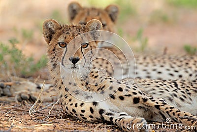 Alert Cheetah Stock Photo