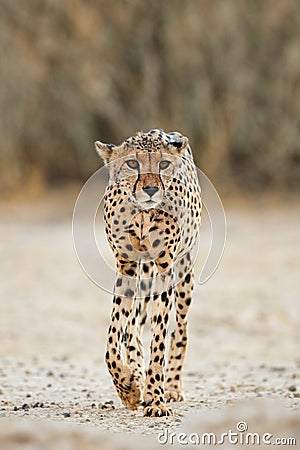 Alert Cheetah walking Stock Photo